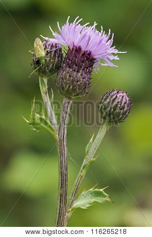 Meadow Thistle