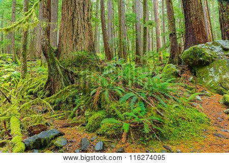 Rain Forest in Oregon