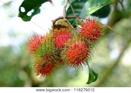 Rambutan