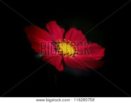 Dalia