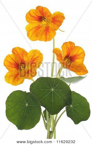 Nasturtium
