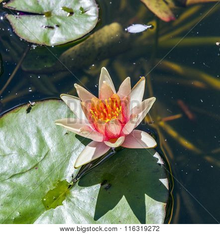 Waterlily Swims In The Lake