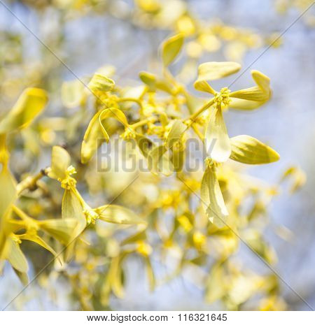 Mistletoe (viscum Album)