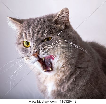 The Angry Gray Cat With Green Eyes Widely Opened A Mouth, Showing Canines And Having Blinked An Eye