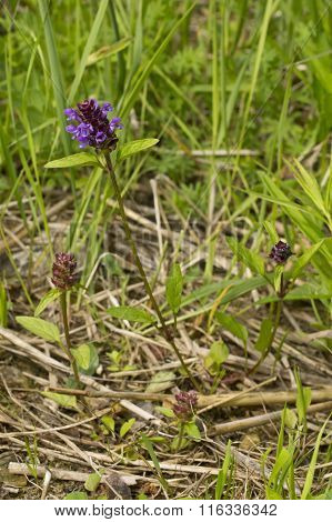 Prunella vulgaris