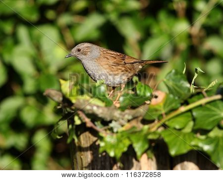 Dunnock