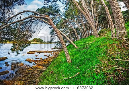 Trees By The Water In Pond Calik
