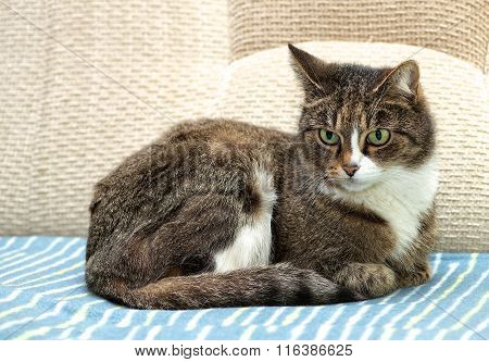 Serious cat, cat at home, domestic animal, grey serious cat in blurry background. Brown cat
