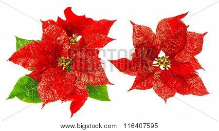 Red Poinsettia Blossom With Green Leaves. Christmas Flower
