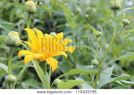multicolored flowerbed on a lawn. horizontal shot. small GRIP