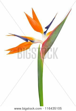 Strelitzia reginae
