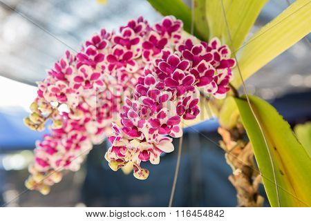 Beautiful orchids flower tree.