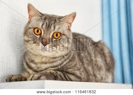 Grey cat against white wall and blue curtains, close up