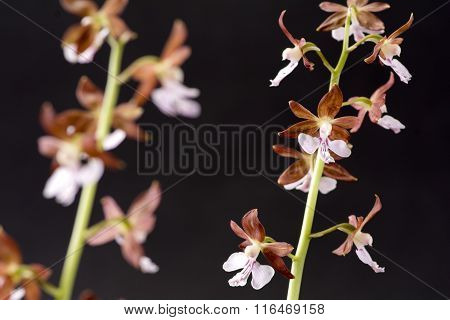 Pale purple flowers