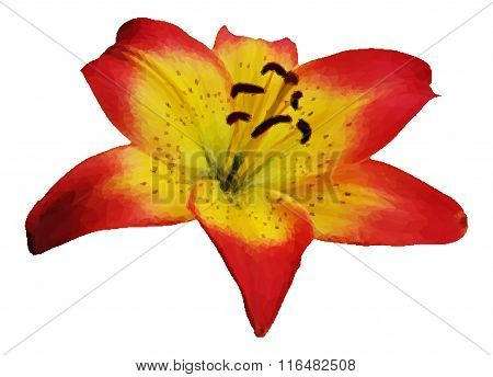 Lily Flower Vector