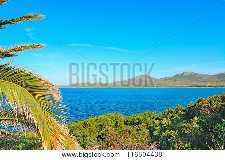 Palm Tree And Bushes By The Sea