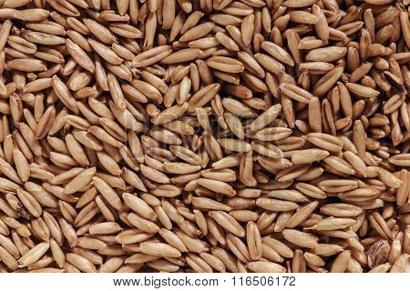 seeds of oats