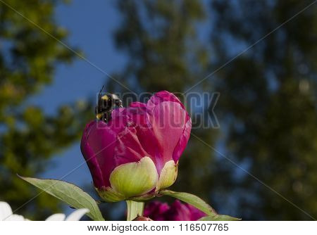 bumble bee and peaony