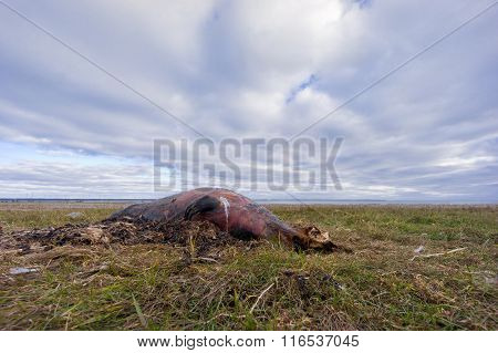Environmental problems