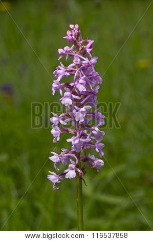 Fragrant orchid