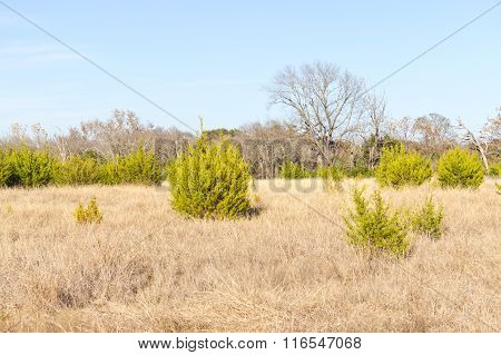 Brushy Creek Regional Trail