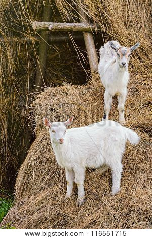 Two White Goatlings