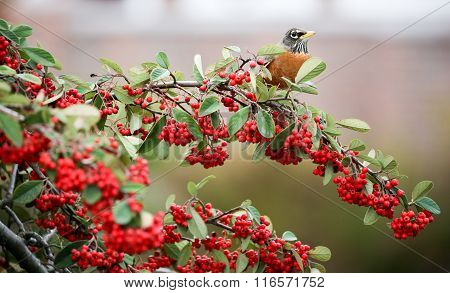 American Robin (Turdus migratorius)  feeds on red berry-like fruit of Toyon shrub. Santa Clara County, California, USA.