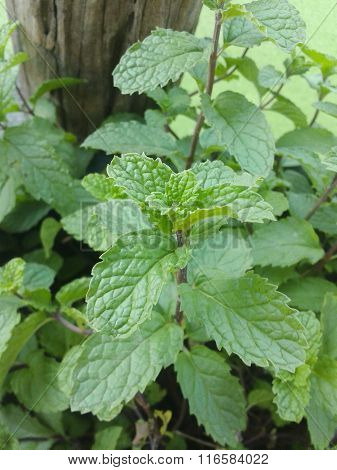 mint tree in garden