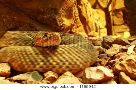 Serpiente