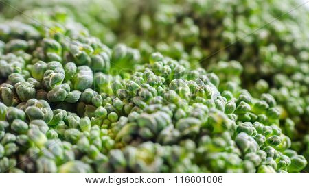 Green Broccoli Macro Texture