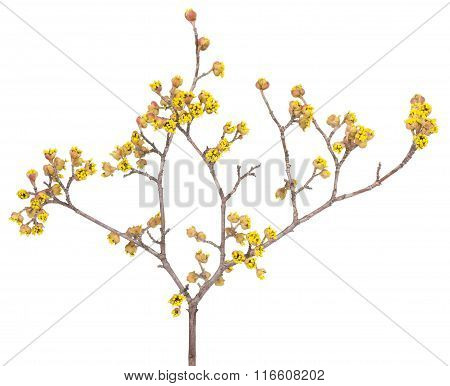 European Cornel Branch