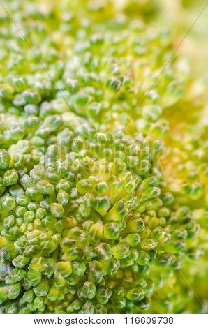 Green Broccoli Macro Texture