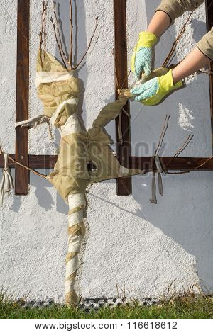 Person Envelops Young Fruit Tree