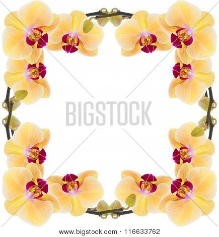 Yellow Orchid