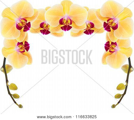 Yellow Orchid