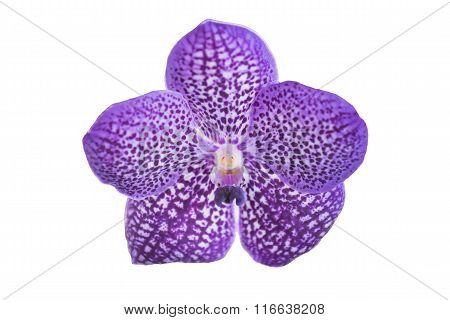 Beautiful purple orchid flower isolated on white.