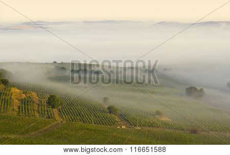 Vineyard In The Morning Fog