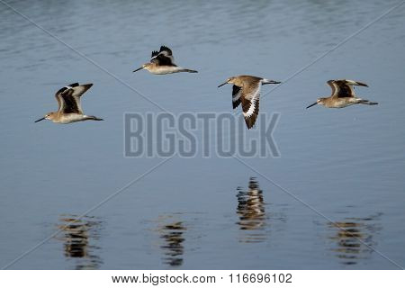Willets (Tringa semipalmata) flying above water, with reflection