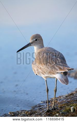 Willet (tringa Semipalmata)