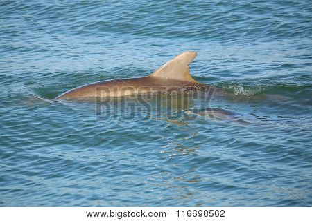 Mother And Baby Common Bottlenose Dolphins Swimming