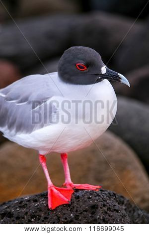 Swallow-tailed Gull On North Seymour Island, Galapagos National Park, Ecuador