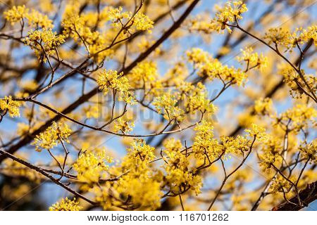 Cornelian Cherry Blossoms