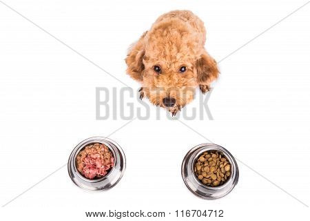 Poodle dog choosing between nutritious and delicious raw meat or dried pellets as meal