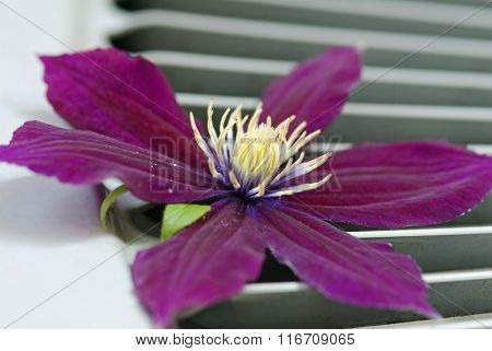 Purple Rosemoor Clematis Close-up