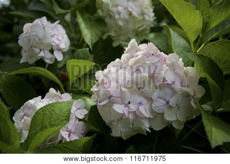 hydrangeas in full bloom