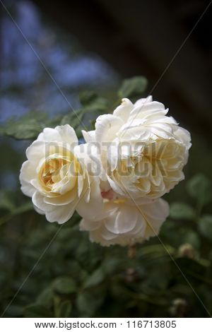 white roses in a garden