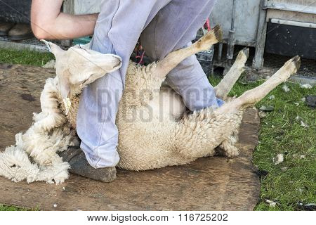 Man Shearing Sheep By Hand