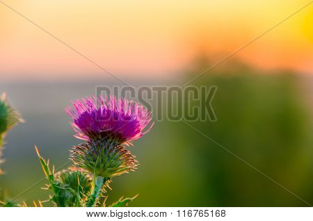 Pink Thistle Flowers