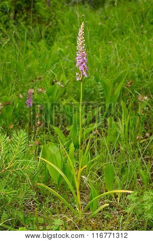 Gymnadenia conopsea