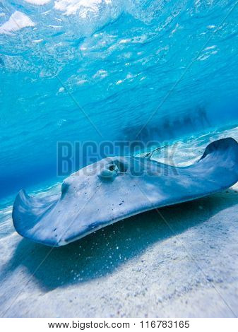 Mantaray
